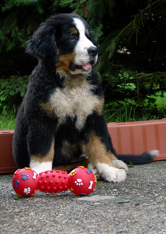 Anton PICT0714 (4)_Bildgröße ändern.jpg - Spielzeugbewachung